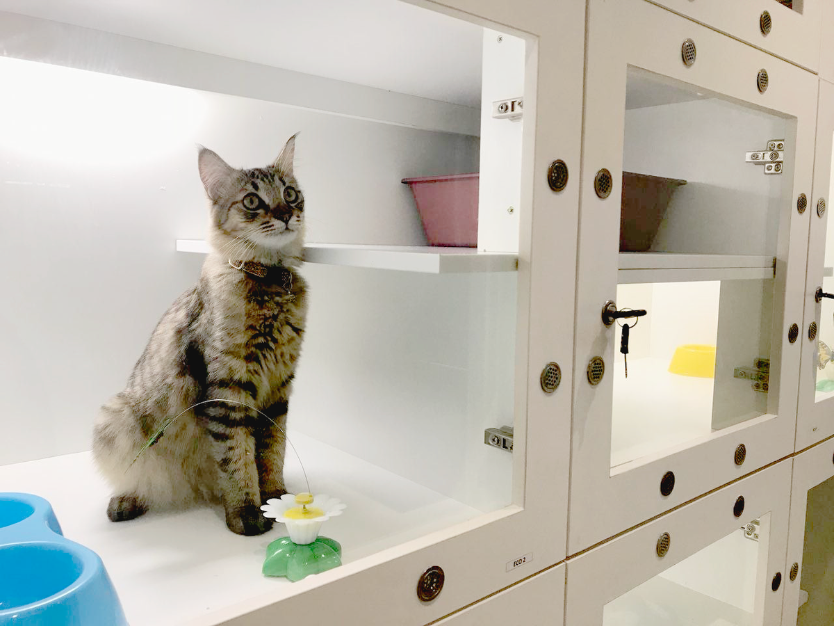 Cat boarding wangsa deals maju