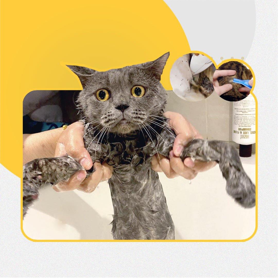 Cat grooming on sale flea treatment