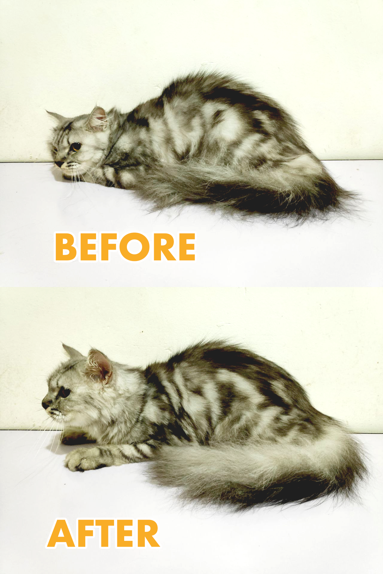 Cat grooming online wangsa maju