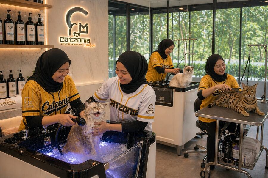 Catzonia Bangi