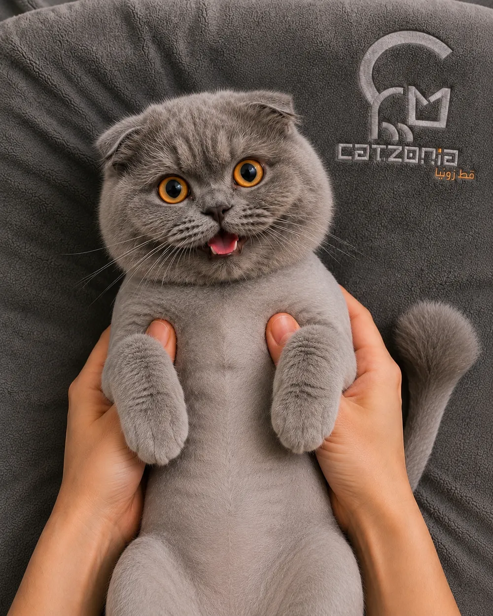 Lioncut — photo 4