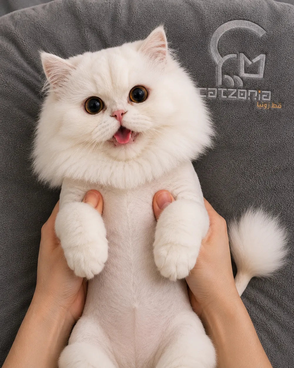 Teddycut — photo 4