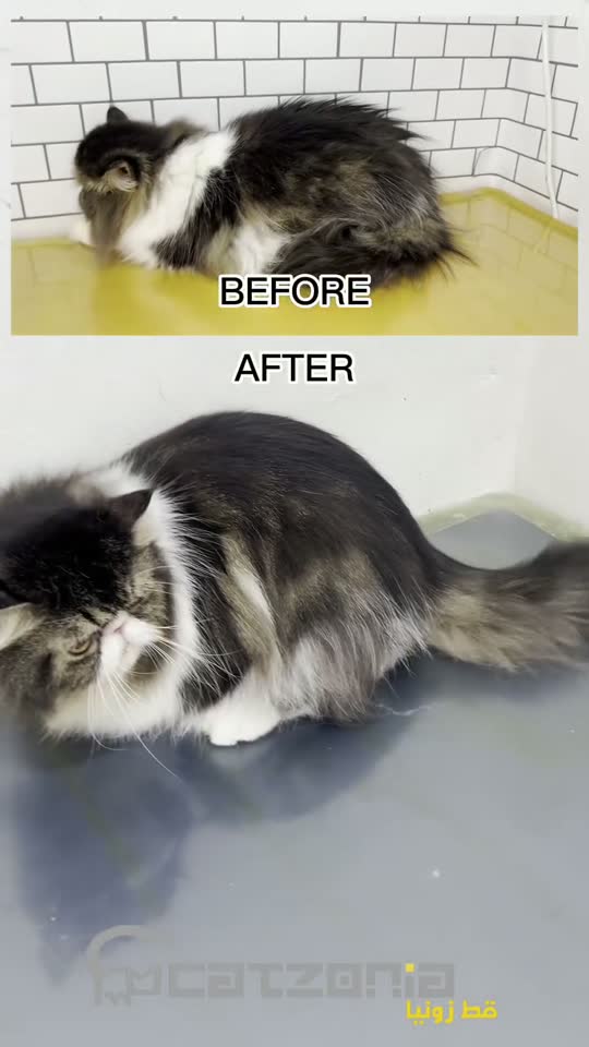 Two hands, one cat — a Catzonia grooming session
