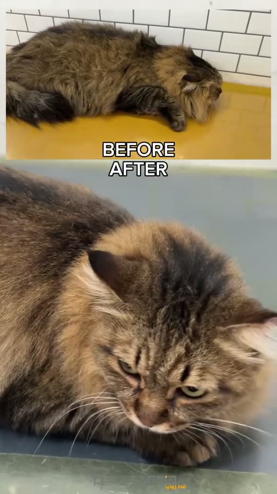 Massaged in, not rushed — a Catzonia grooming session