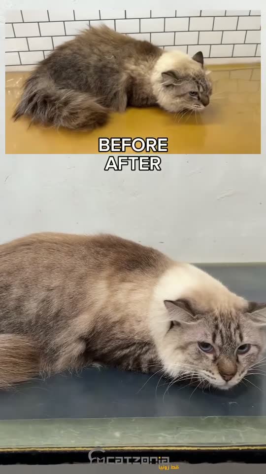 Combed to the skin — a Catzonia grooming session