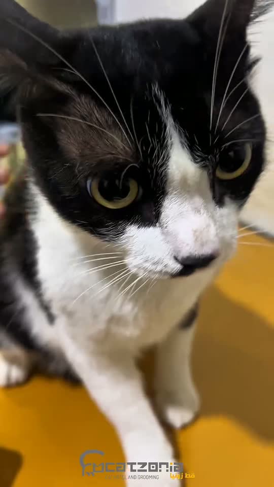 Nails, bath, towel — a Catzonia grooming session